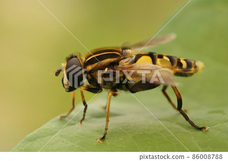 Closeup on a hairy dangling marsh-lover hoverfly, Helophilus pendulus, sitting on a green leaf in the garden Closeup on a hairy dangling marsh-lover hoverfly, Helophilus pendulus, sitting on a green leaf in the garden 86008788