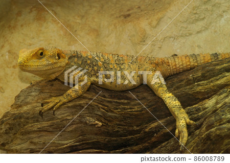 Closeup on an adult yellow colored Painted dragon lizard, Laudakia stellio laying under a heathing lamp in a terrarium 86008789