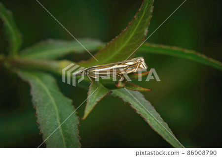 Closeup on a Hook-streak grss-veneer moth, Crambus lathoniellus sitting in the vegetation in the evening Closeup on a Hook-streak grss-veneer moth, Crambus lathoniellus sitting in the vegetation in the evening 86008790