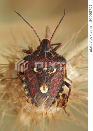 Vertical closeup on a red colorful mediterranean shieldbug , Codophila varia, from Southern France Vertical closeup on a red colorful mediterranean shieldbug , Codophila varia, from Southern France 86008791