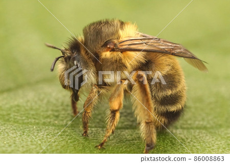 Closeup of a French digger bee, Anthophora biciliata in Gard, France 86008863