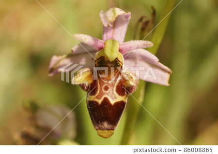 Closeup of the woodcock bee-orchid, Ophrys scolopax in the Gard, France 86008865