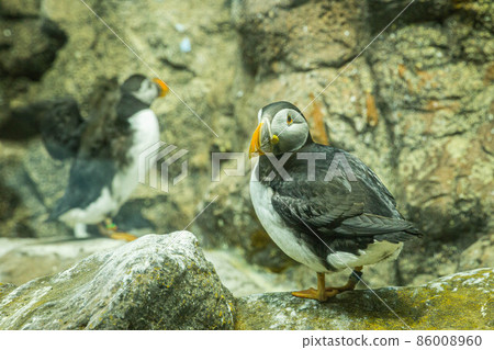 Small Atlantic puffins on the rocks in Loro Parque, Tenerife 86008960
