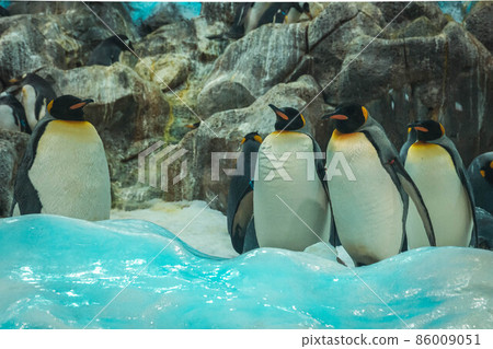 A flock of penguins on the rocks in Loro Parque, Tenerife A flock of penguins on the rocks in Loro Parque, Tenerife 86009051