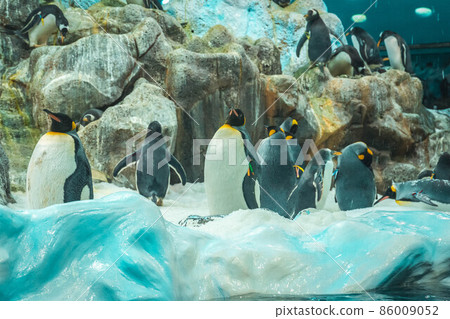 A flock of penguins on the rocks in Loro Parque, Tenerife 86009052