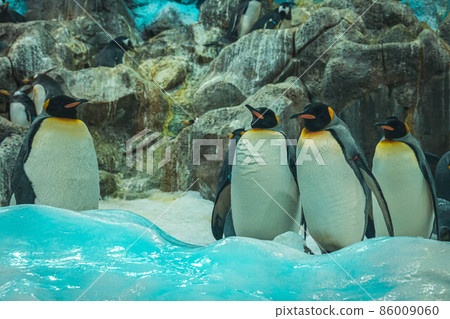 A flock of penguins on the rocks in Loro Parque, Tenerife A flock of penguins on the rocks in Loro Parque, Tenerife 86009060
