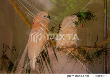 Two large pink parrots on a branch in Loro Parque, Tenerife Two large pink parrots on a branch in Loro Parque, Tenerife 86009065