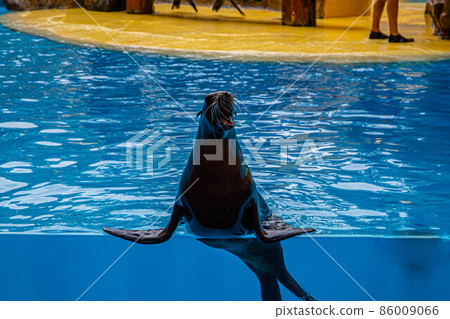 Fur seal during a show at Loro Parque in Tenerife Fur seal during a show at Loro Parque in Tenerife 86009066
