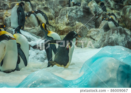 A flock of penguins on the rocks in Loro Parque, Tenerife A flock of penguins on the rocks in Loro Parque, Tenerife 86009067