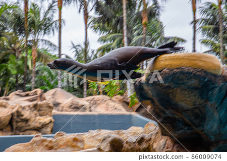 A fur seal jumping off a rock during a show at Loro Parque, Tenerife 86009074
