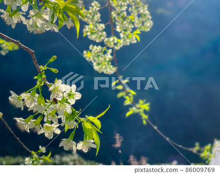 Flower white color in garden 86009769