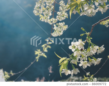 Flower white color in garden Flower white color in garden 86009772