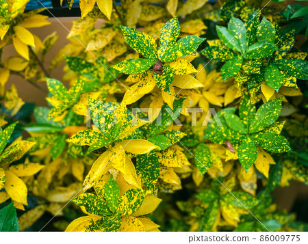 Greenery background of nature plant and leaf Greenery background of nature plant and leaf 86009775