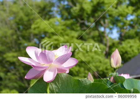 Oga lotus of Chiba Park Oga lotus of Chiba Park 86009956