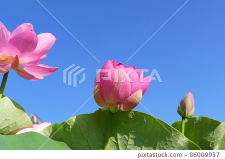 Oga lotus buds in Chiba Park that shine in the blue sky ~ Owa Oga lotus buds in Chiba Park that shine in the blue sky ~ Owa 86009957