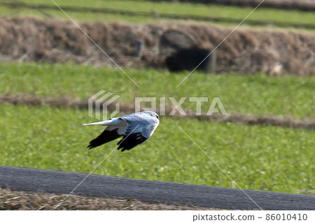 Male Hen Harrier flying over rice fields in winter 86010410