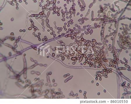 Microorganisms where beautiful spores can be observed 86010550