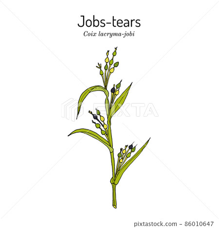 Jobs tears or adlay millet Coix lacryma-jobi , edible and medicinal plant. Jobs tears or adlay millet Coix lacryma-jobi , edible and medicinal plant. 86010647