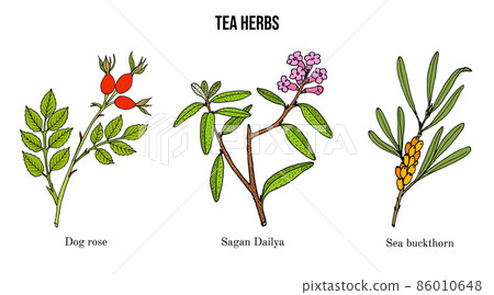 Set of different tea plants 86010648