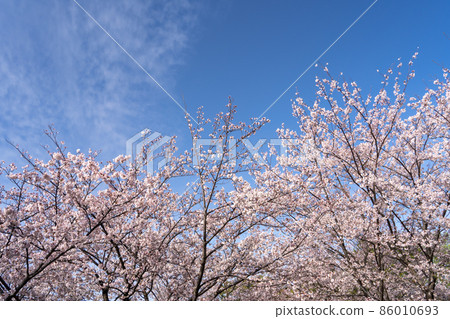 Sakura blue sky background 86010693
