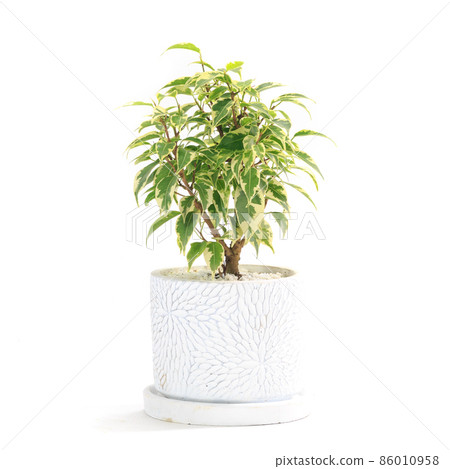 Implantation of Ficus Benjamina Lovely 86010958