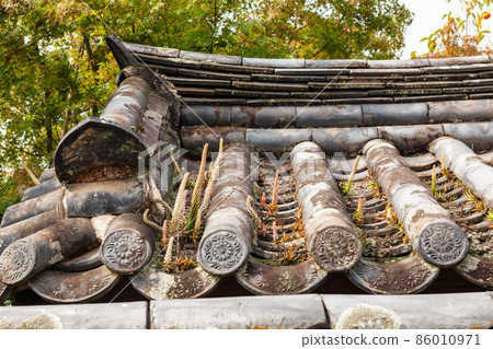 瓦頂上的瓦松,慶北安東市河回村 瓦頂上的瓦松,慶北安東市河回村 86010971