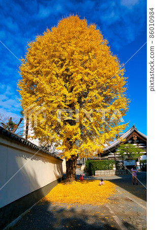 京都本方寺孫子的樹 86010984