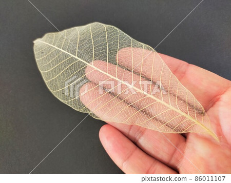 手持透明葉脈標本 手持透明葉脈標本 86011107