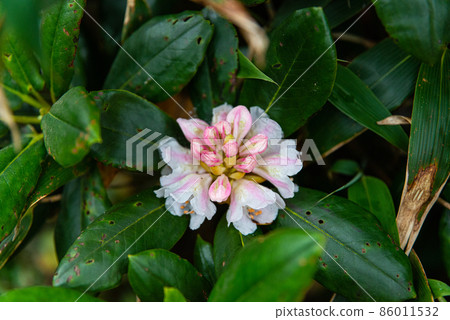 Hakusan rhododendron 86011532