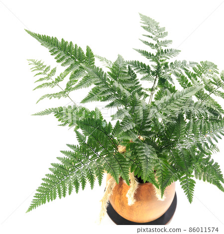 觀賞植物、時樹信葉 [白色背景] 86011574