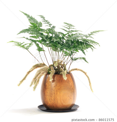 Houseplant, potted plant of Tokiwashinobu [white background] 86011575