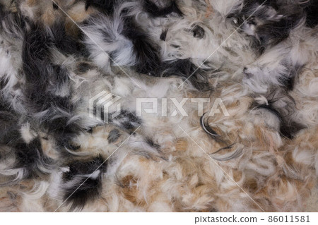 cleaning and sweeping the beauty salon for animals after grooming. trimmed hair wool after cutting. cleaning and sweeping the beauty salon for animals after grooming. trimmed hair wool after cutting. 86011581