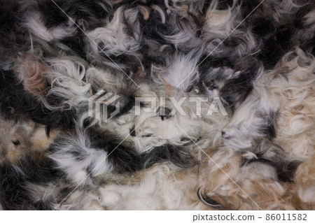 cleaning and sweeping the beauty salon for animals after grooming. trimmed hair wool after cutting. cleaning and sweeping the beauty salon for animals after grooming. trimmed hair wool after cutting. 86011582