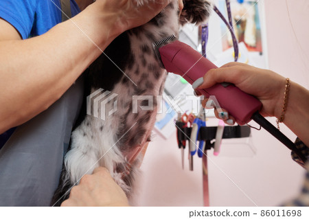 Female groomer brushing Shih Tzu at grooming salon. 86011698
