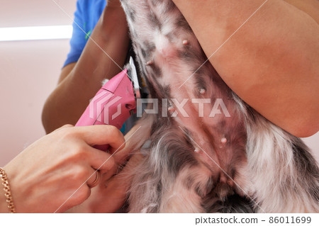 Female groomer brushing Shih Tzu at grooming salon. 86011699