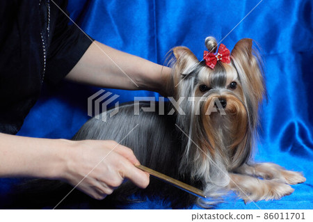Dog yorkshire terrier on a blue background. 86011701
