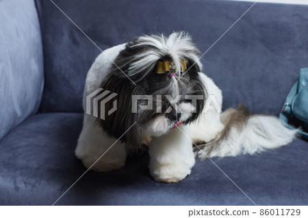 A cute Shih Tzu dog with a bow lies on the sofa at home. Dog looking at the camera. A cute Shih Tzu dog with a bow lies on the sofa at home. Dog looking at the camera. 86011729