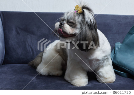 A cute Shih Tzu dog with a bow lies on the sofa at home. Dog looking at the camera. A cute Shih Tzu dog with a bow lies on the sofa at home. Dog looking at the camera. 86011730