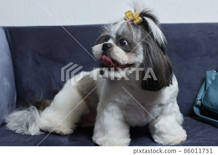 A cute Shih Tzu dog with a bow lies on the sofa at home. Dog looking at the camera. 86011731
