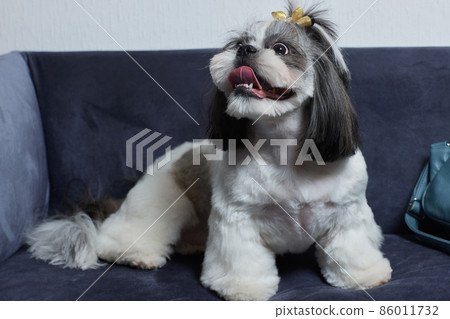 A cute Shih Tzu dog with a bow lies on the sofa at home. Dog looking at the camera. A cute Shih Tzu dog with a bow lies on the sofa at home. Dog looking at the camera. 86011732