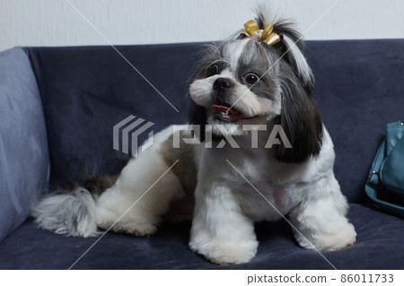 A cute Shih Tzu dog with a bow lies on the sofa at home. Dog looking at the camera. A cute Shih Tzu dog with a bow lies on the sofa at home. Dog looking at the camera. 86011733