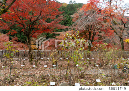 Ryuoyama Sankoji Temple 86011749