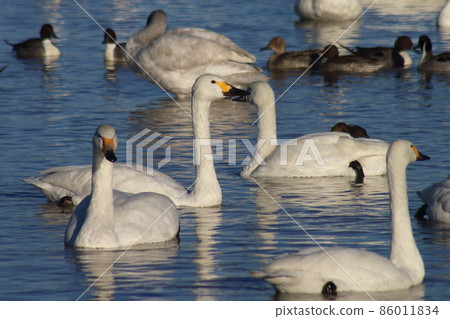 千葉縣印西市Motono的Swan村Swan Heart 86011834