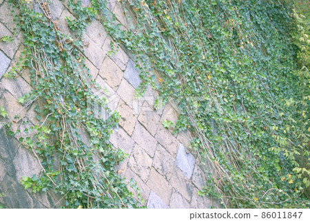 常春藤長滿的牆 86011847