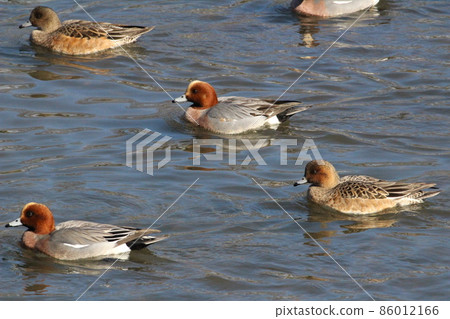 日本埼玉縣蓮田市Motoara河中雌雄鴿子冬季游泳 86012166