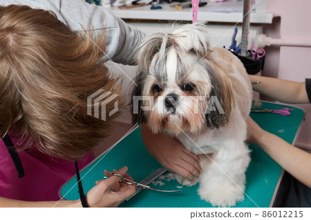 Female groomer brushing Shih Tzu at grooming salon. Female groomer brushing Shih Tzu at grooming salon. 86012215