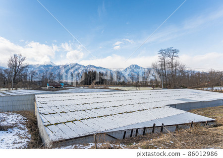 冬天的芥末田和雪中的北阿爾卑斯山 冬天的芥末田和雪中的北阿爾卑斯山 86012986
