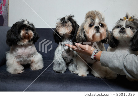 A cute Shih Tzu dog with a bow lies on the sofa at home. Dog looking at the camera. 86013359