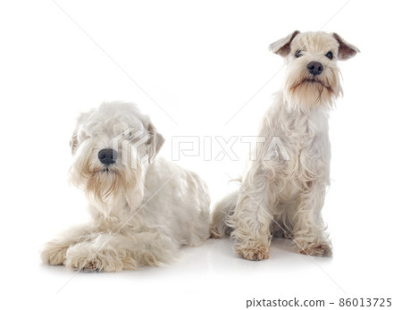 miniature schnauzers in studio 86013725