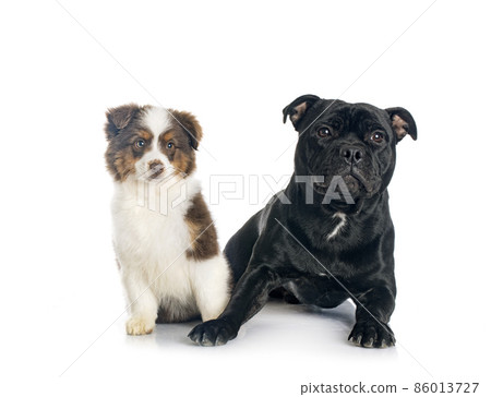 Miniature American Shepherd and staffie 86013727